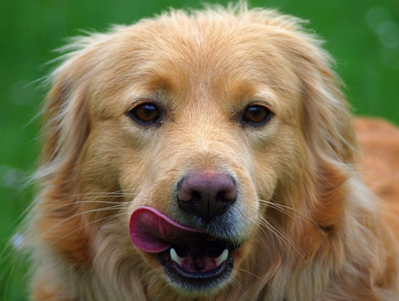 canine saliva
