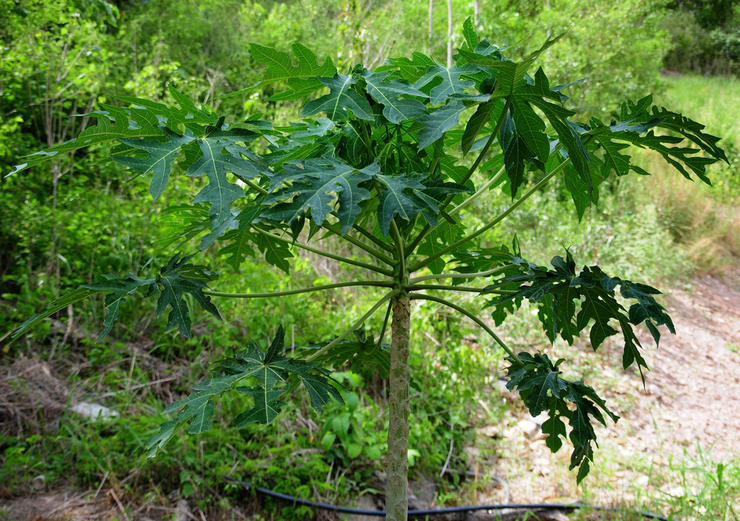 papaya leaves polza