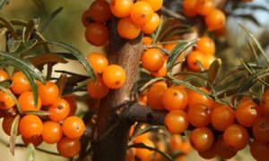Sea-buckthorn-berries-