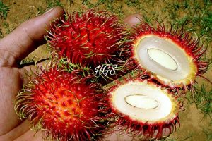 rambutan and seed