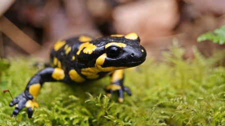 salamandersss