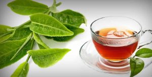 guava leaves for weight loss