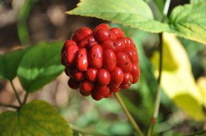 ginseng berries
