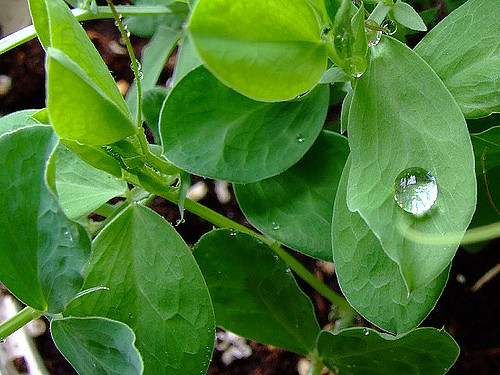 sweet pea leaves