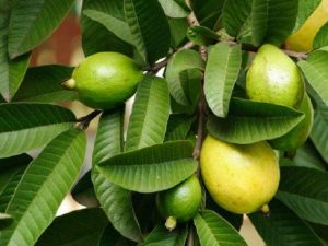 guava leaves for mouth ulcers