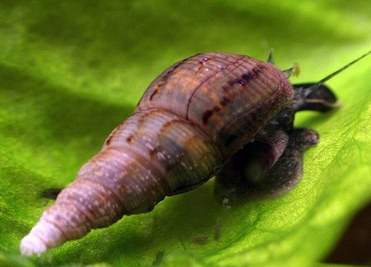 malaysian tubular snail