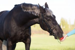 raspberry leaves for horse