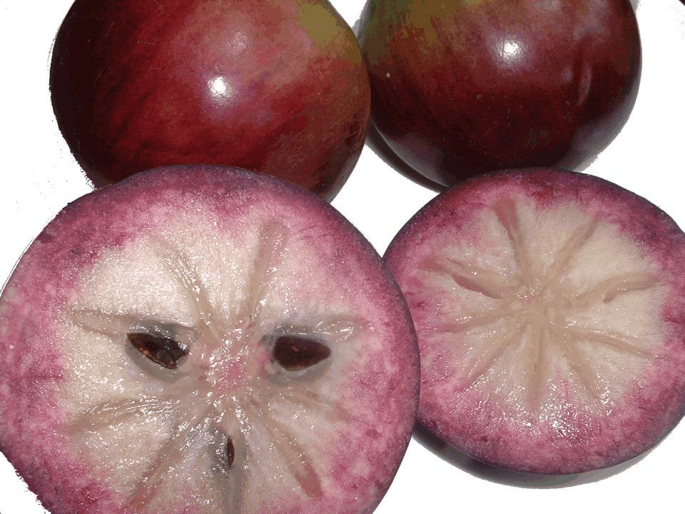 jamaican star apple