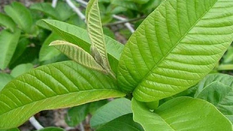 guava leaves for bad breath