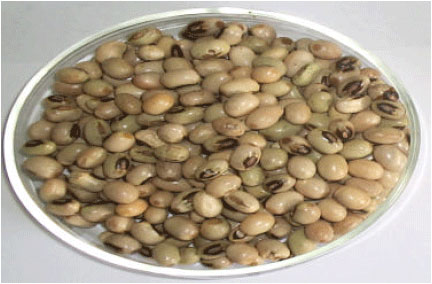 african yam bean