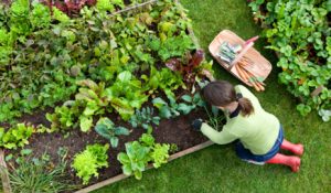 growing your own garden
