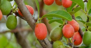 medicinal african plum