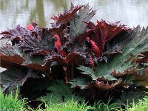 chinese rhubarb